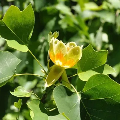 ЛИРИОДЕНДРОН тюльпанный  ЛИРИОДЕНДРОН тюльпанный в Балашихе