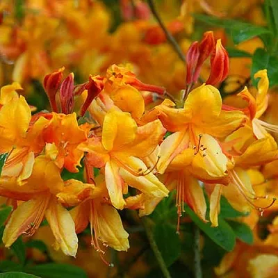 Азалия ОРАНЖ ХИТ листопадная  Азалия ОРАНЖ ХИТ листопадная в Балашихе