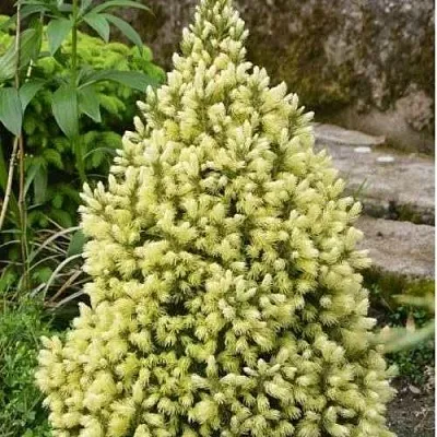 Ель МАЙГОЛД колючая в Балашихе