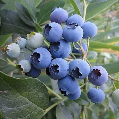 Голубика ЛЕГАЦИЯ  Голубика ЛЕГАЦИЯ в Балашихе