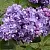 Сирень АМИ ШОТТ в Балашихе