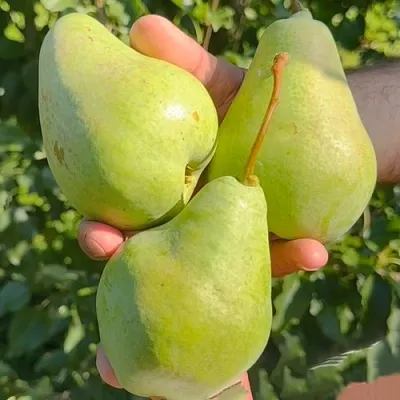 саженцы груши саженцы груши