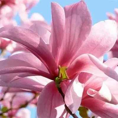 Магнолия ГАЛАКСИ в Балашихе