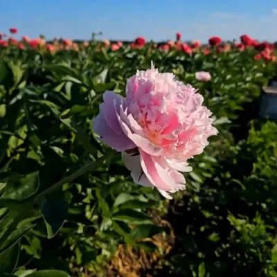 Пион ИМПЕРАТОРСКАЯ НАЛОЖНИЦА древовидный в Балашихе