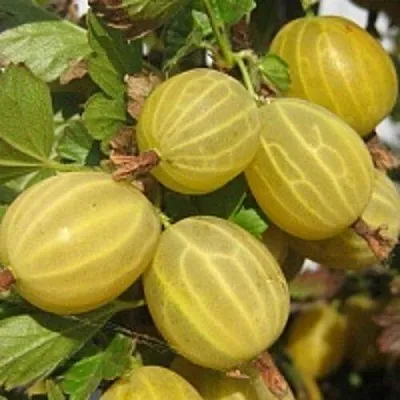 Крыжовник КУРШУ ДЗИНТАРС в Балашихе