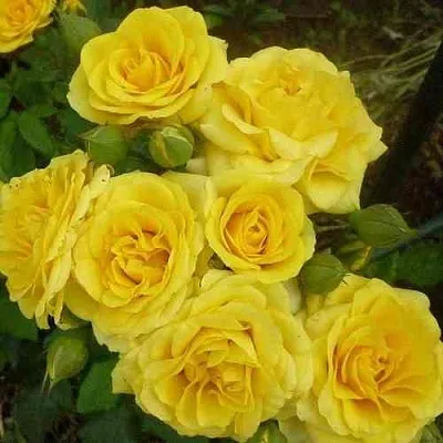 Саженцы роз ЕЛЛОУ БЭЙБИ спрей в Балашихе