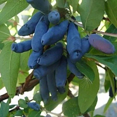 Жимолость съедобная ГОРДОСТЬ БАКЧАРА в Балашихе