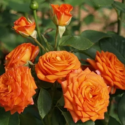 Саженцы роз БЕЙБ спрей в Балашихе