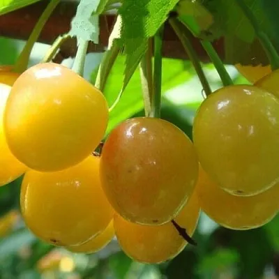 Черешня ЯНТАРНАЯ  Черешня ЯНТАРНАЯ в Балашихе