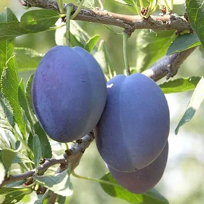 Слива СТЭНЛИ в Балашихе