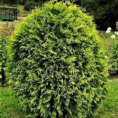 Туя ТИП ТОП западная в Балашихе