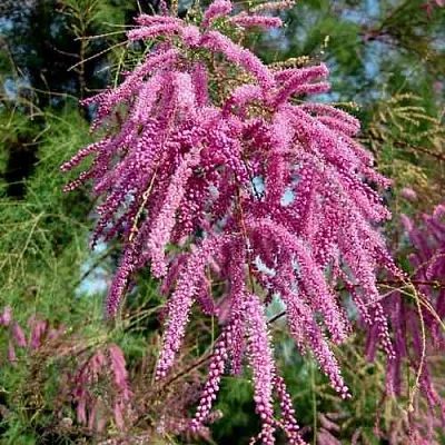 Тамарикс ПИНК КАСКАД  Тамарикс ПИНК КАСКАД в Балашихе