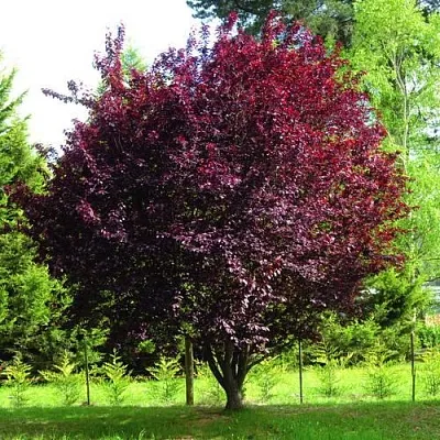 Слива НИГРА растопыреная  в Балашихе