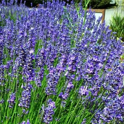Лаванда ФЕНОМЕНАЛ узколистная  Лаванда ФЕНОМЕНАЛ узколистная в Балашихе