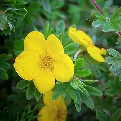 Лапчатка ГОЛДСТАР кустарниковая  Лапчатка ГОЛДСТАР кустарниковая в Балашихе