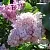 Сирень ГОРТЕНЗИЯ в Балашихе
