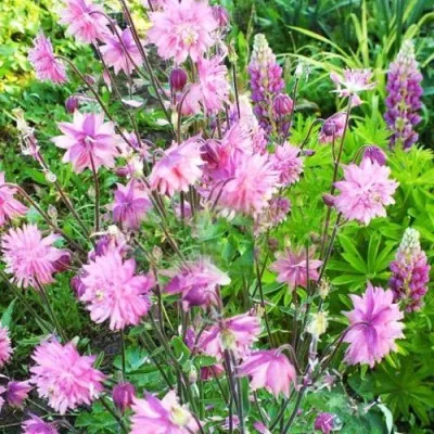 Аквилегия БАРЛОУ ПИНК гибрид МакКаны — описание сорта Аквилегия БАРЛОУ ПИНК гибрид МакКаны в Балашихе