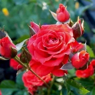 Саженцы роз МИДЖЕТ спрей в Балашихе