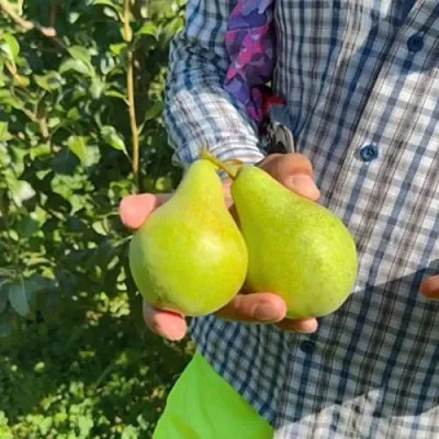 Груша ЗАРЕЧНАЯ КОМПАКТНАЯ  Груша ЗАРЕЧНАЯ КОМПАКТНАЯ в Балашихе