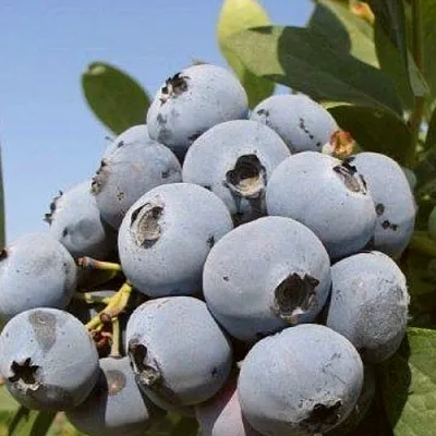 Голубика ЦУКЕР ТРАУБЕ  Голубика ЦУКЕР ТРАУБЕ в Балашихе