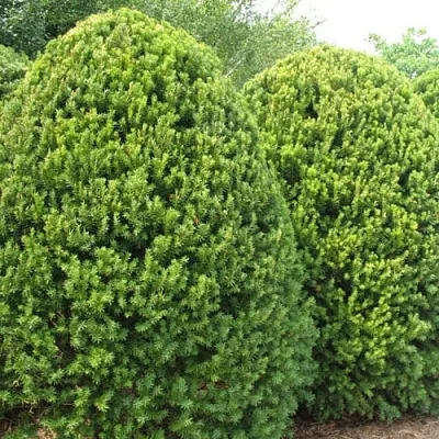 Тис в Балашихе