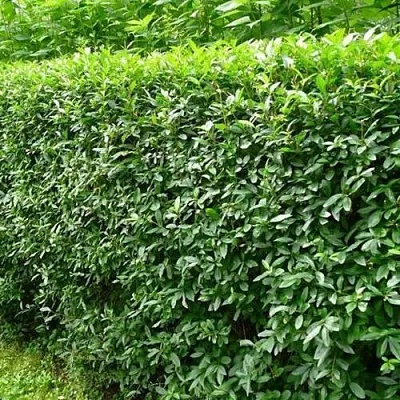 Бирючина обыкновенная  Бирючина обыкновенная в Балашихе