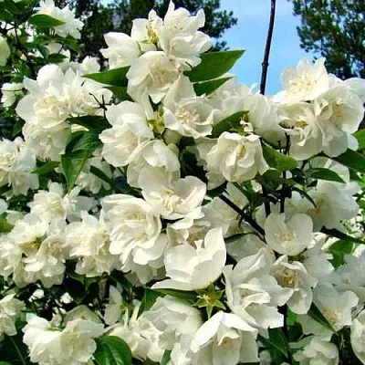 Жасмин ДЕНИСКИНЫ РАССКАЗЫ  Жасмин ДЕНИСКИНЫ РАССКАЗЫ в Балашихе