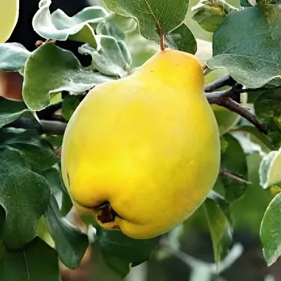 Айва МИР  Айва МИР в Балашихе