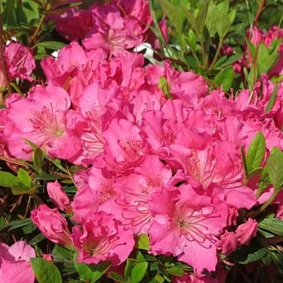 Азалия КИРСТИН японская  Азалия КИРСТИН японская в Балашихе