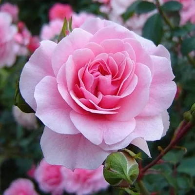 Саженцы роз БОНИКА флорибунда  Саженцы роз БОНИКА флорибунда в Балашихе