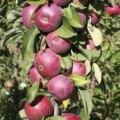 Яблоня ЕСЕНИЯ колонновидная  Яблоня ЕСЕНИЯ колонновидная в Балашихе