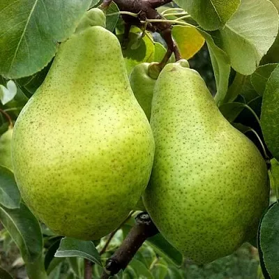Груша НОЯБРЬСКАЯ ЗИМНЯЯ  Груша НОЯБРЬСКАЯ ЗИМНЯЯ в Балашихе