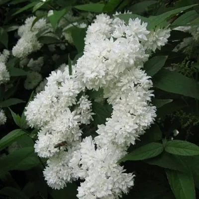 Дейция КАНДИДИССИМА шершавая  Дейция КАНДИДИССИМА шершавая в Балашихе