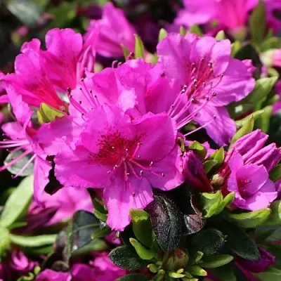 Азалия КЕНИГШТАЙН японская  Азалия КЕНИГШТАЙН японская в Балашихе