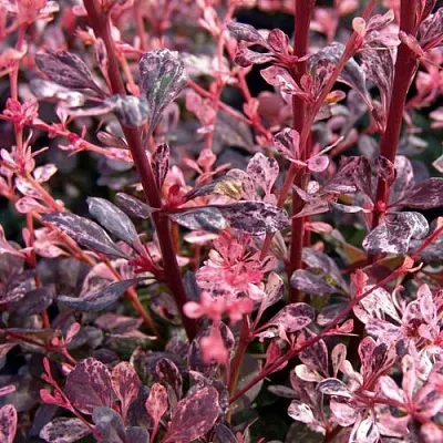 Барбарис АРЛЕКИН тунберга в Балашихе