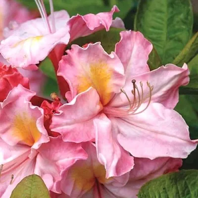 Азалия СЕССИЛЬ листопадная  Азалия СЕССИЛЬ листопадная в Балашихе