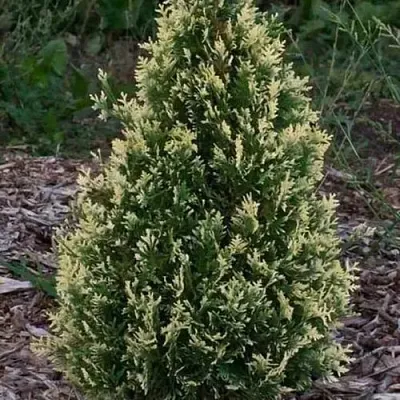 Туя БРАБАНТ ВАРИЕГАТТА западная в Балашихе