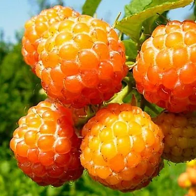 Жёлтая в Балашихе