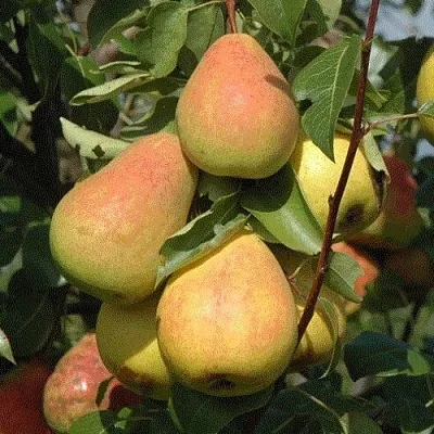 Груша СЕВЕРЯНКА  Груша СЕВЕРЯНКА в Балашихе