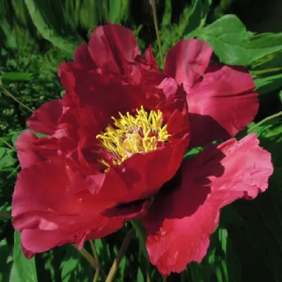Пион КРАСНЫЙ ЛОТОС древовидный в Балашихе