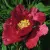 Пион КРАСНЫЙ ЛОТОС древовидный — описание сорта Пион КРАСНЫЙ ЛОТОС древовидный в Балашихе