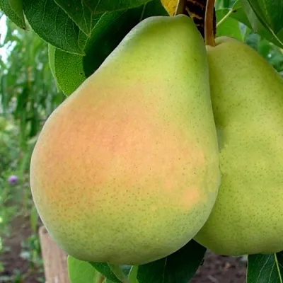 Груша ВИКТОРИЯ  Груша ВИКТОРИЯ в Балашихе