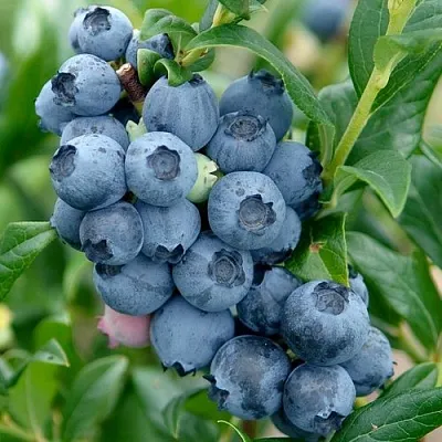 Голубика ХАРДИБЛЮ  Голубика ХАРДИБЛЮ в Балашихе