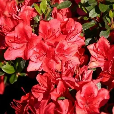 Азалия ФРИДОЛАЙН японская  Азалия ФРИДОЛАЙН японская в Балашихе