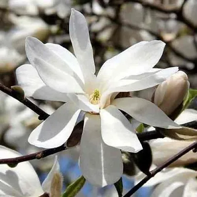 Магнолия ЛЕБНЕРА МЕРРИЛЛ в Балашихе