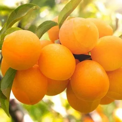 Слива МАРА в Балашихе