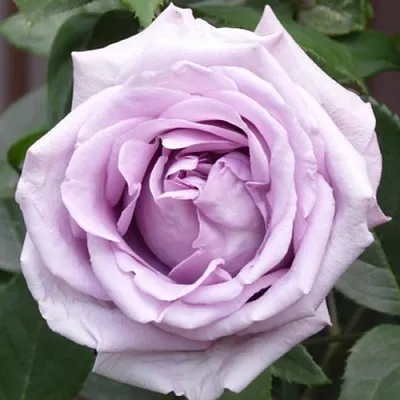 Саженцы роз ИНДИГОЛЕТТА плетистая  Саженцы роз ИНДИГОЛЕТТА плетистая в Балашихе