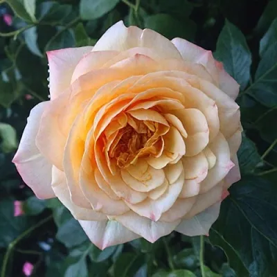 Саженцы роз АБЕЙ ДЕ СЕНТ-АМАН шраб  Саженцы роз АБЕЙ ДЕ СЕНТ-АМАН шраб в Балашихе