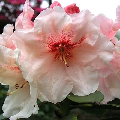 Рододендрон ХАНЯ	 в Балашихе