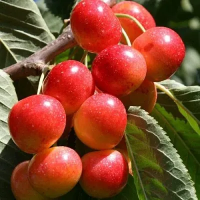 Черешня ГАСТИНЕЦ  Черешня ГАСТИНЕЦ в Балашихе